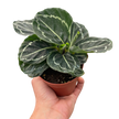 Calathea 'Green Goddess'