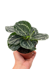 Calathea 'Green Goddess'