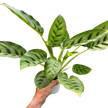 Calathea Leopardina