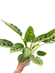 Calathea Leopardina