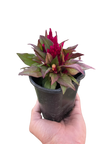 Celosia