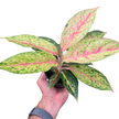 Chinese Evergreen 'Karat'