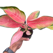 Chinese Evergreen 'Pink Pearl'