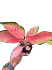 Chinese Evergreen 'Pink Pearl'