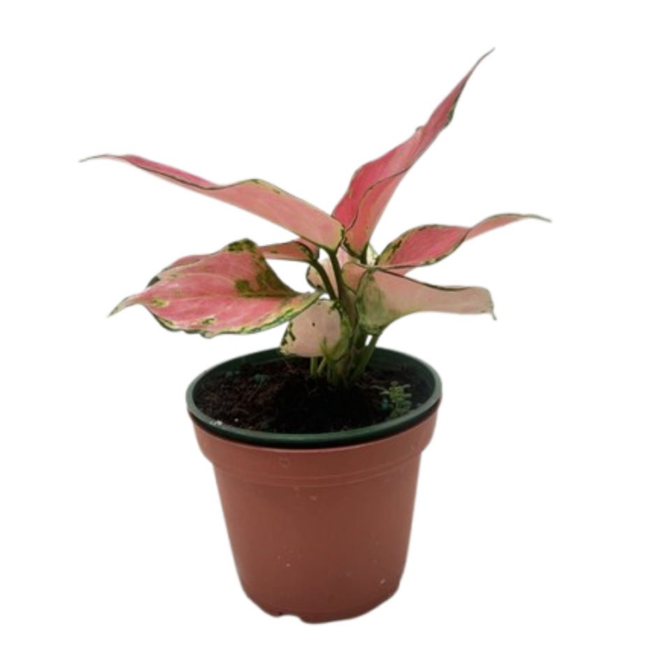 Chinese Evergreen 'Rich Red'
