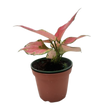 Chinese Evergreen 'Rich Red'