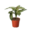 Chinese Evergreen 'Wishes'
