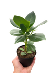 Clusia 'Princess' (Autograph Plant)