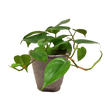Philodendron Cordatum Heartleaf | Easy Care Climbing Houseplant | House Plant Shop