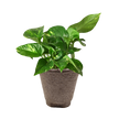 Pothos 'Golden'
