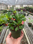 Crown of Thorns | Long-Lasting Red & Yellow Flowering Plant | House Plant Shop