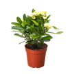 Crown of Thorns | Long-Lasting Red & Yellow Flowering Plant | House Plant Shop
