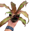 Cryptanthus 'Calypso'