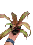 Cryptanthus 'Calypso'