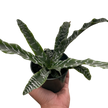 Cryptanthus 'Betty'