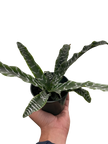 Cryptanthus 'Betty'