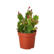 Christmas Cactus | Easy Care Holiday Plant | House Plant Shop