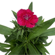 Dianthus