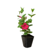 Dipladenia Premier Hot Pink