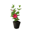 Dipladenia Premier Hot Pink