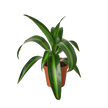 Dracaena 'Massangeana' - 4