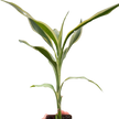 Dracaena 'Sanderiana'
