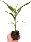 Dracaena 'Sanderiana'