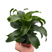Dracaena 'Twister'