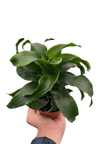 Dracaena 'Twister'