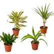 4 Different Dracaenas Variety Pack - Live House Plant - 4