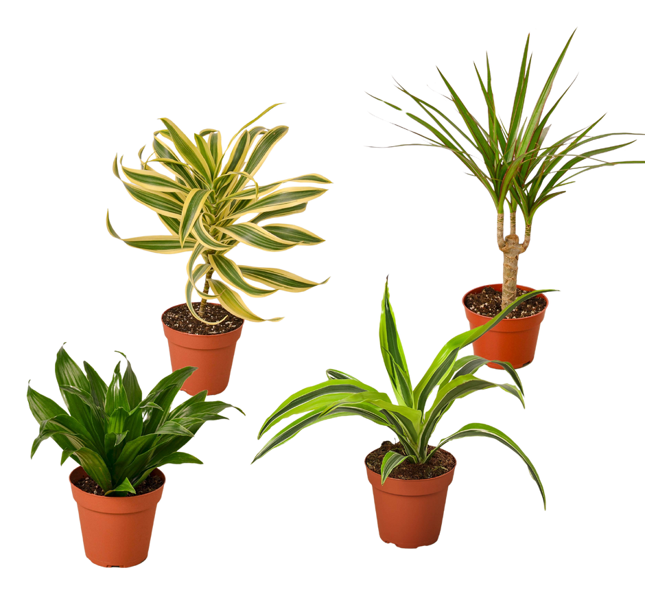 4 Different Dracaenas Variety Pack - Live House Plant - 4