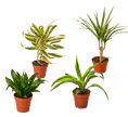 4 Different Dracaenas Variety Pack - Live House Plant - 4