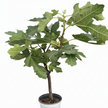 ED Fig