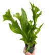 Fern 'Green Flame'