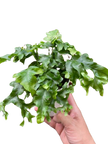 Fern 'Nicolas Diamond'