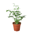 Fern 'Silver Lace'