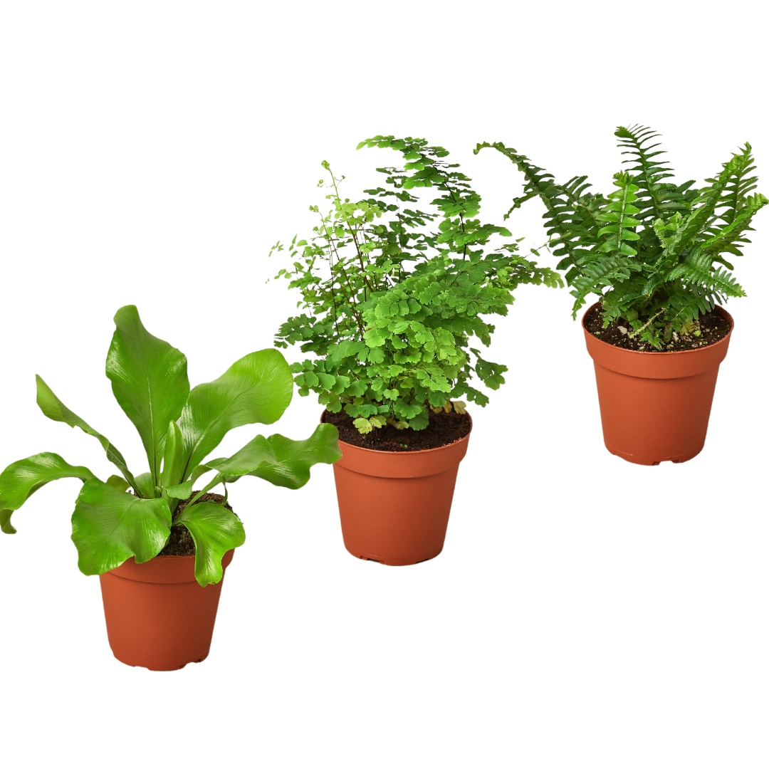 3 Fern Variety Pack - Live Plants - 4