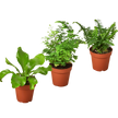 3 Fern Variety Pack - Live Plants - 4