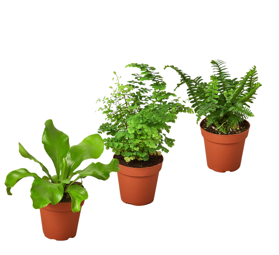 3 Fern Variety Pack - Live Plants - 4
