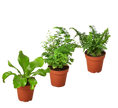 3 Fern Variety Pack - Live Plants - 4
