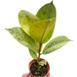 Ficus 'shivereana' (Moonshine)