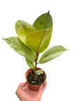 Ficus 'shivereana' (Moonshine)