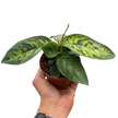 Homalomena 'Camouflage'