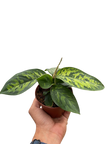 Homalomena 'Camouflage'