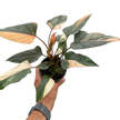 Homalomena Pink Diamond