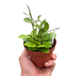 Hoya Bilobata