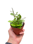 Hoya Bilobata
