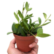 Hoya Chouke