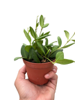Hoya Chouke