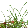 Hoya 'Grass Leafed' - 4